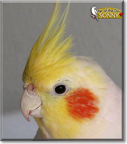Sonny, the Pet of the Day Sonny, the Pet of the Day