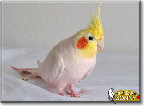 Sonny, the Pet of the Day Sonny, the Pet of the Day