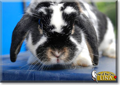 Lina, the Pet of the Day