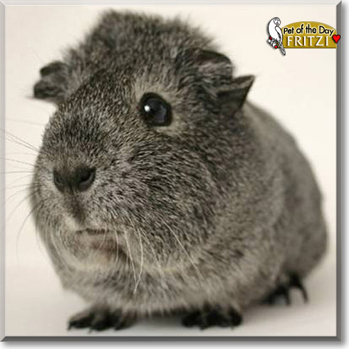 Fritzi, the Pet of the Day
