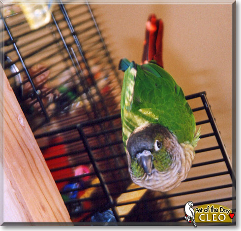 Cleo, the Pet of the Day