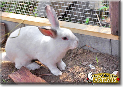 Artemis, the Pet of the Day Artemis, the Pet of the Day