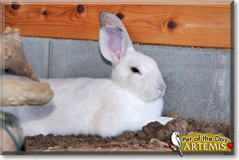 Artemis, the Pet of the Day Artemis, the Pet of the Day