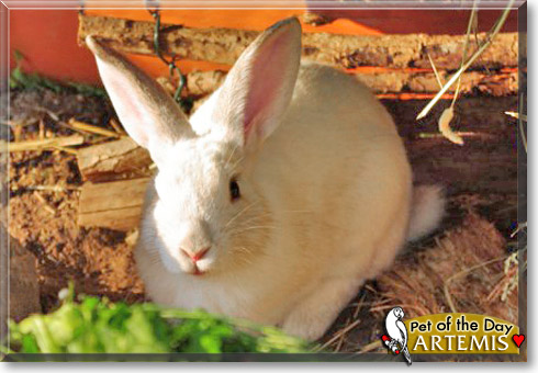 Artemis, the Pet of the Day Artemis, the Pet of the Day