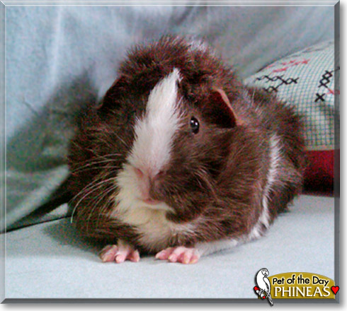 Phineas, the Pet of the Day Phineas, the Pet of the Day