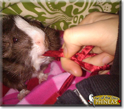 Phineas, the Pet of the Day Phineas, the Pet of the Day