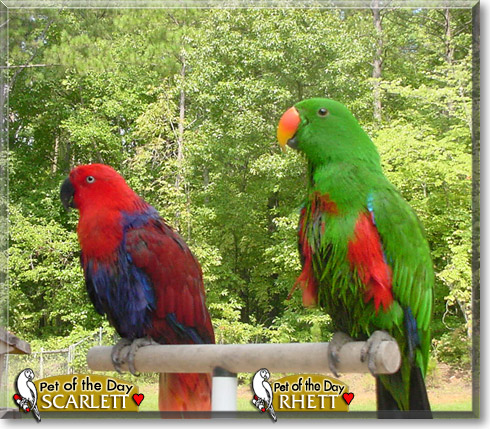 Rhett, Scarlett, the Pet of the Day