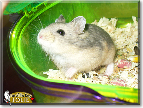Jolie, the Pet of the Day Jolie, the Pet of the Day