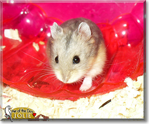 Jolie, the Pet of the Day Jolie, the Pet of the Day