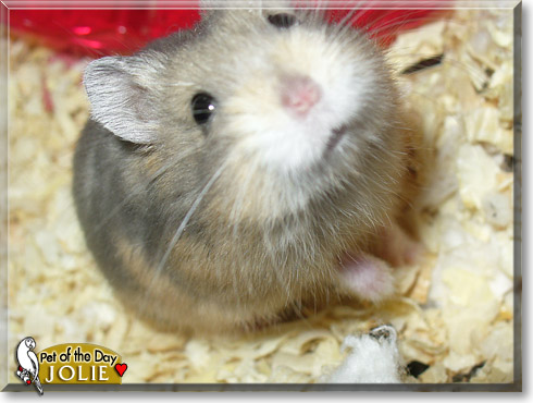 Jolie, the Pet of the Day Jolie, the Pet of the Day