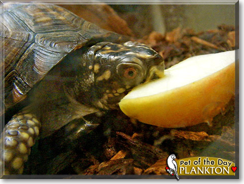 Plankton, the Pet of the Day Plankton, the Pet of the Day