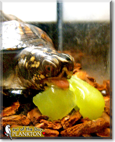 Plankton, the Pet of the Day Plankton, the Pet of the Day