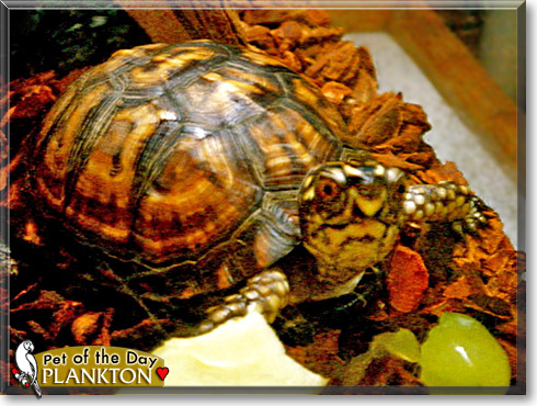 Plankton, the Pet of the Day Plankton, the Pet of the Day