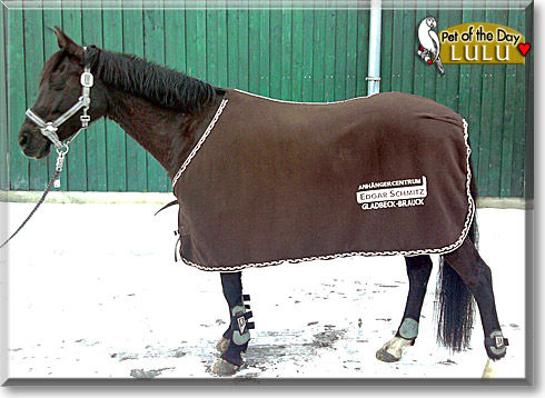 Lulu, the Pet of the Day Lulu, the Pet of the Day