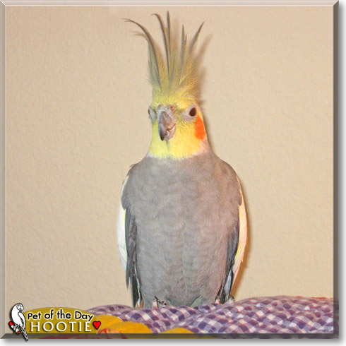 Hootie, the Pet of the Day