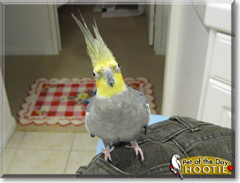 Hootie, the Pet of the Day