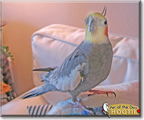 Hootie, the Pet of the Day