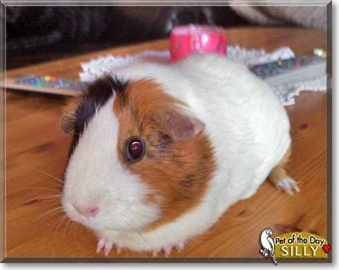 Silly, the Pet of the Day Silly, the Pet of the Day