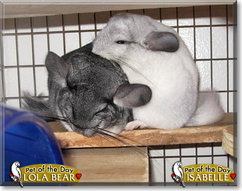 Lola Bear, Isabelle, the Pet of the Day Lola Bear, Isabelle, the Pet of the Day