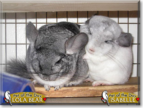 Lola Bear, Isabelle, the Pet of the Day Lola Bear, Isabelle, the Pet of the Day