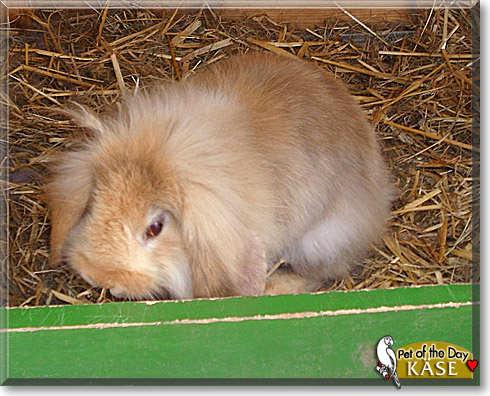 Käse, the Pet of the Day Käse, the Pet of the Day