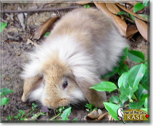 Käse, the Pet of the Day Käse, the Pet of the Day