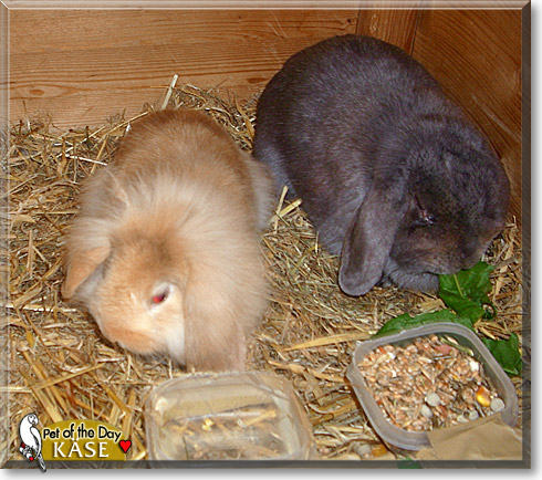 Käse, the Pet of the Day Käse, the Pet of the Day