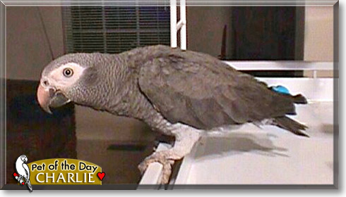 Charlie, the Pet of the Day Charlie, the Pet of the Day