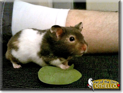 Othello, the Pet of the Day Othello, the Pet of the Day