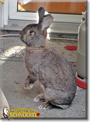 Schnuckel, the Pet of the Day