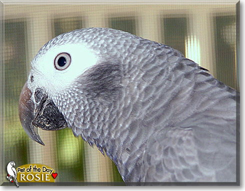 Rosie, the Pet of the Day Rosie, the Pet of the Day