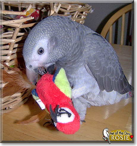Rosie, the Pet of the Day Rosie, the Pet of the Day