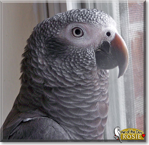 Rosie, the Pet of the Day Rosie, the Pet of the Day