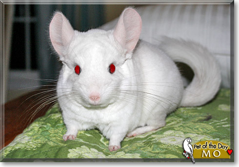 Mo, the Pet of the Day Mo, the Pet of the Day