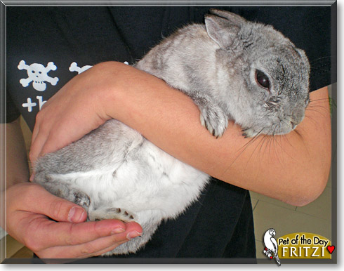 Fritzi, the Pet of the Day Fritzi, the Pet of the Day