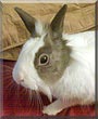 Benny the Lionhead, Rex Rabbit