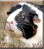 Boomer the Guinea pig