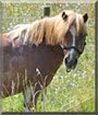 Smoky the Shetland pony