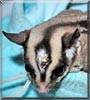 Charlie the Sugar Glider