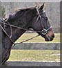 Jackson the Thoroughbred