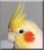 Sonny the Lutino Cockatiel