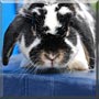 Lina the Lop Rabbit