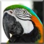 Bo the Blue & Gold Macaw
