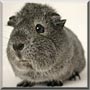 Fritzi the Guinea Pig