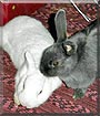 Mary, Kerry the Rabbits