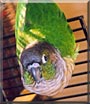 Cleo the Green cheek Conure