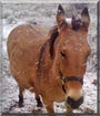 Sherry the Mule