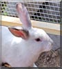 Artemis the Rabbit