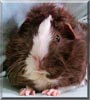 Phineas the Guinea Pig