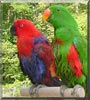Rhett, Scarlett the Eclectus parrots